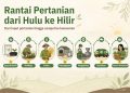 Ilustrasi rantai pertanian (Dok.KatongNTT)