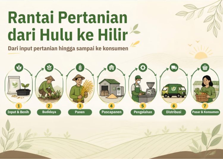 Ilustrasi rantai pertanian (Dok.KatongNTT)